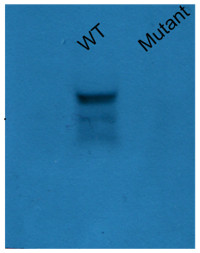JAR1 | Jasmonic acid-amido synthetase JAR1 in the group Antibodies Plant/Algal  / Hormones / Jasmonates at Agrisera AB (Antibodies for research) (AS16 3688)